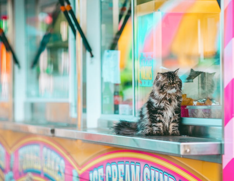 Food Festivals